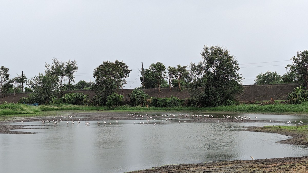 Asian Openbill - Sandip Das