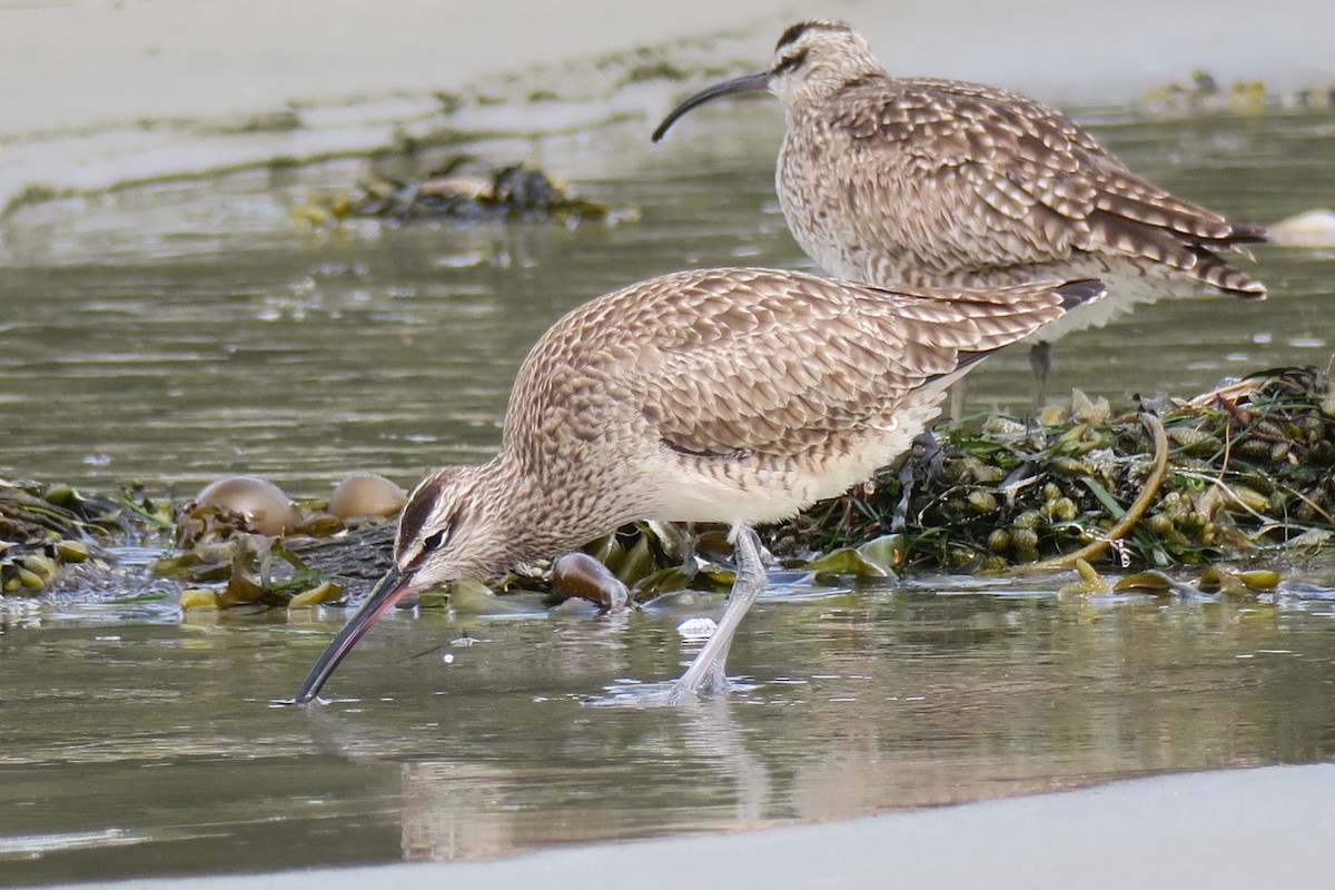 Whimbrel - Adrian Dorst