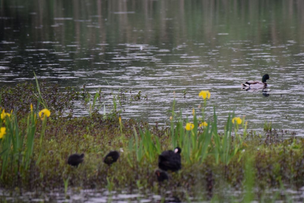 Mallard - Nick Layt