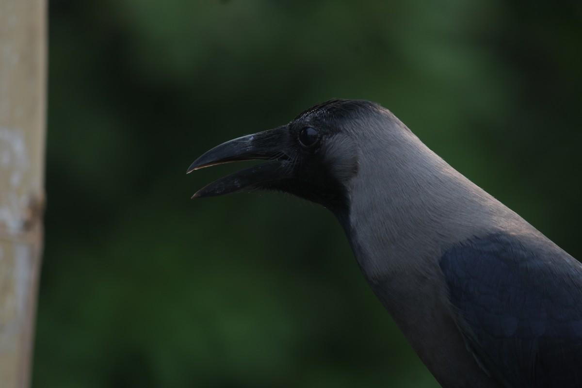 House Crow - Ankita Walke