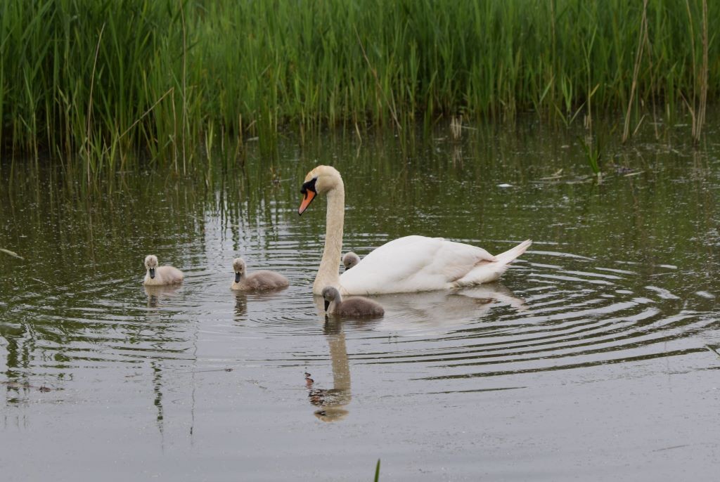 Mute Swan - Nick Layt