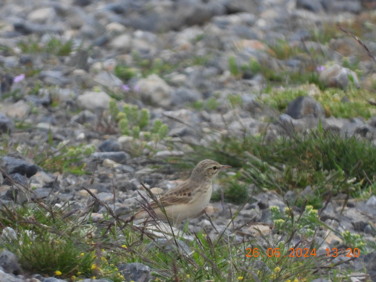 Tawny Pipit - José Ignacio Sáenz Gaitan