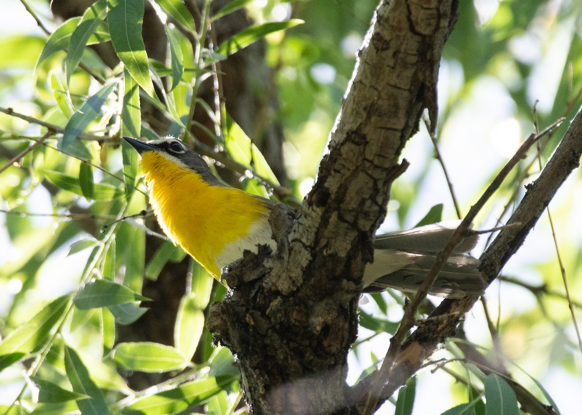 Yellow-breasted Chat - Bente Torvund