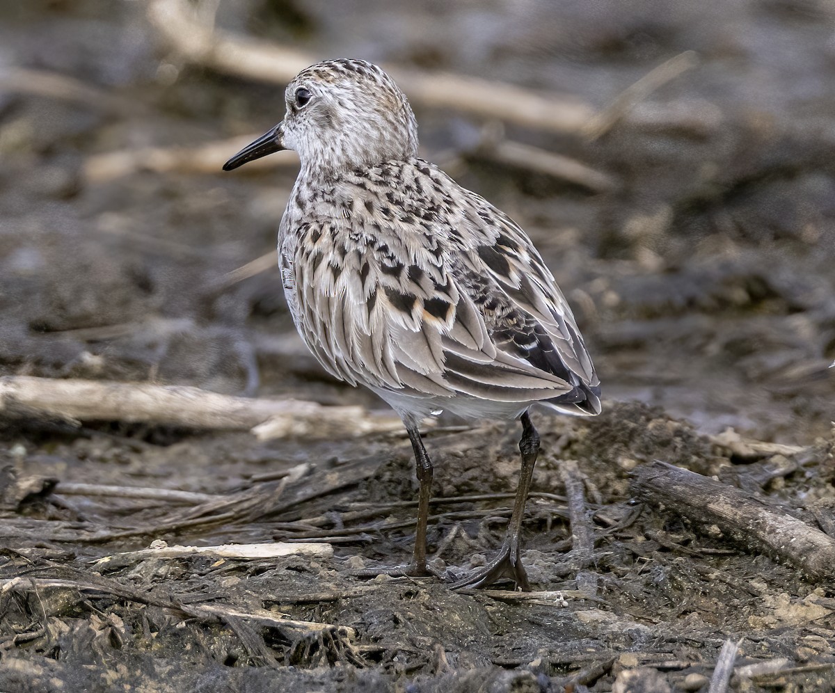 Semipalmated Sandpiper - ML619626649