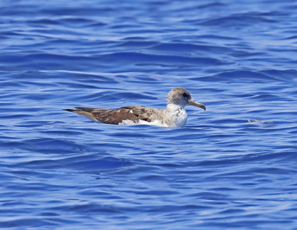 Cory's Shearwater - ML619626652