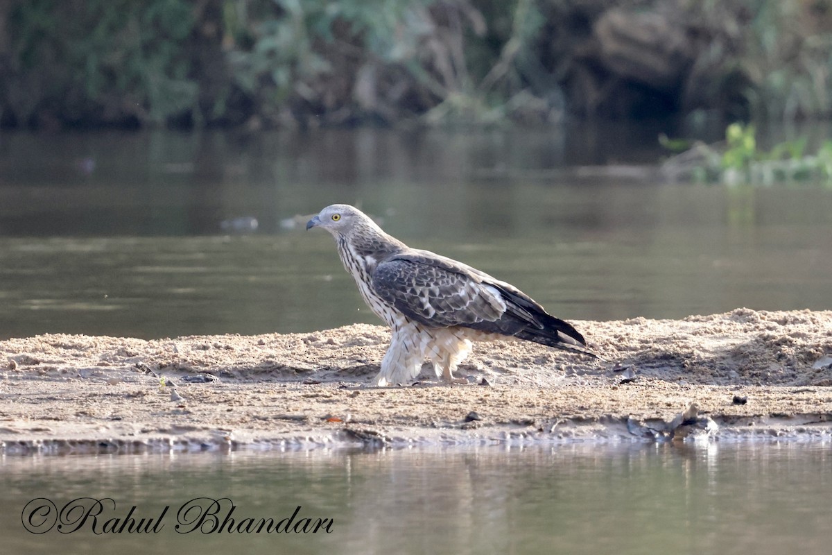 Changeable Hawk-Eagle - Rahul Bhandari