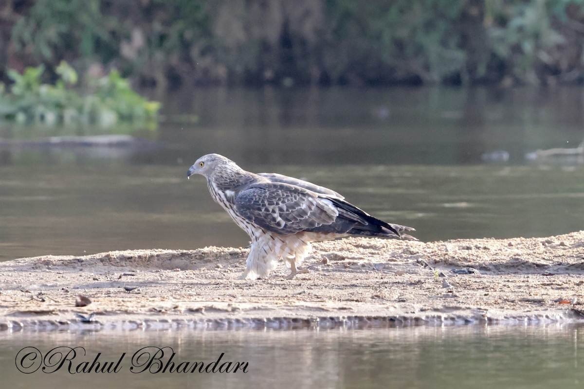 Changeable Hawk-Eagle - Rahul Bhandari