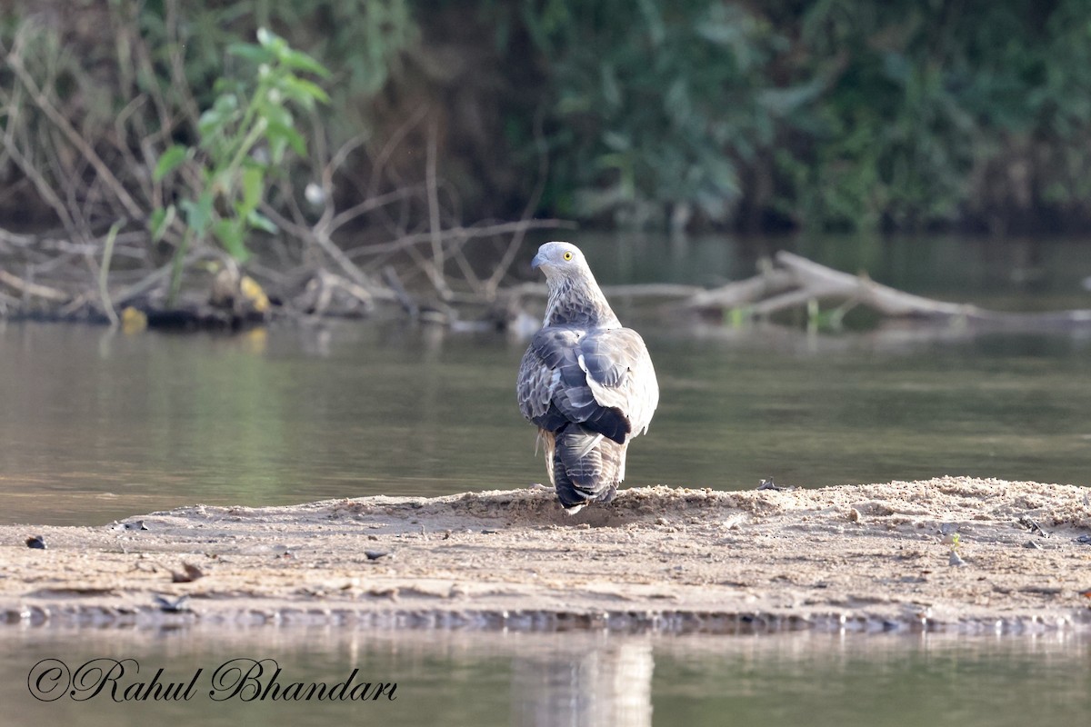 Changeable Hawk-Eagle - Rahul Bhandari