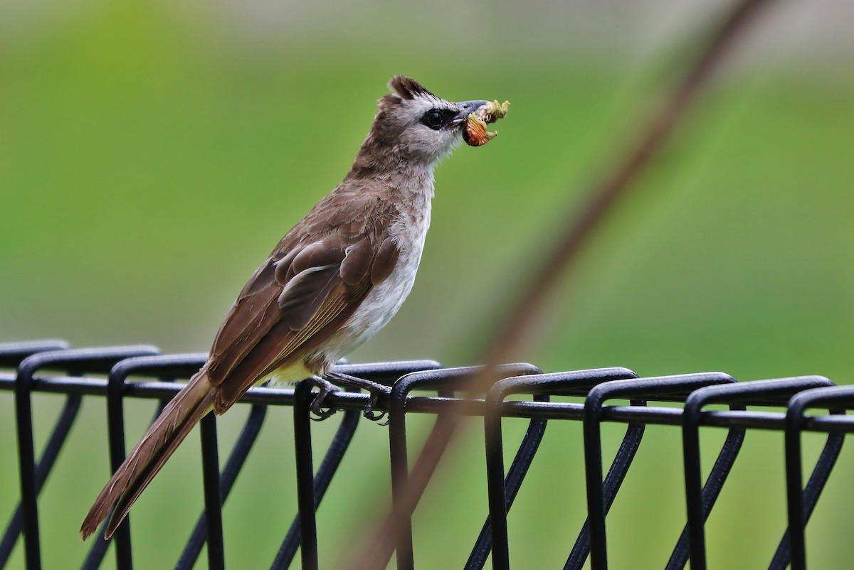 Yellow-vented Bulbul - Volker Lange