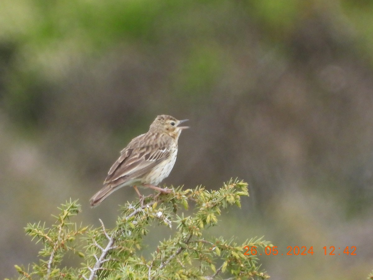 Tree Pipit - José Ignacio Sáenz Gaitan