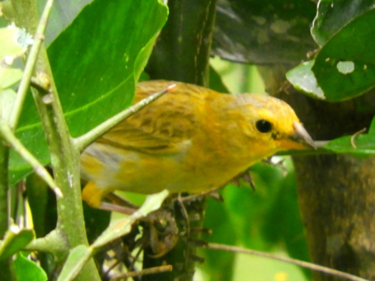 Saffron Finch - Juan Delgado