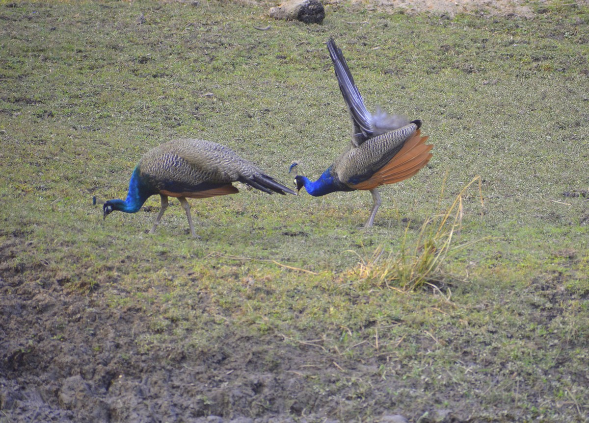 Indian Peafowl - Karthik Solanki