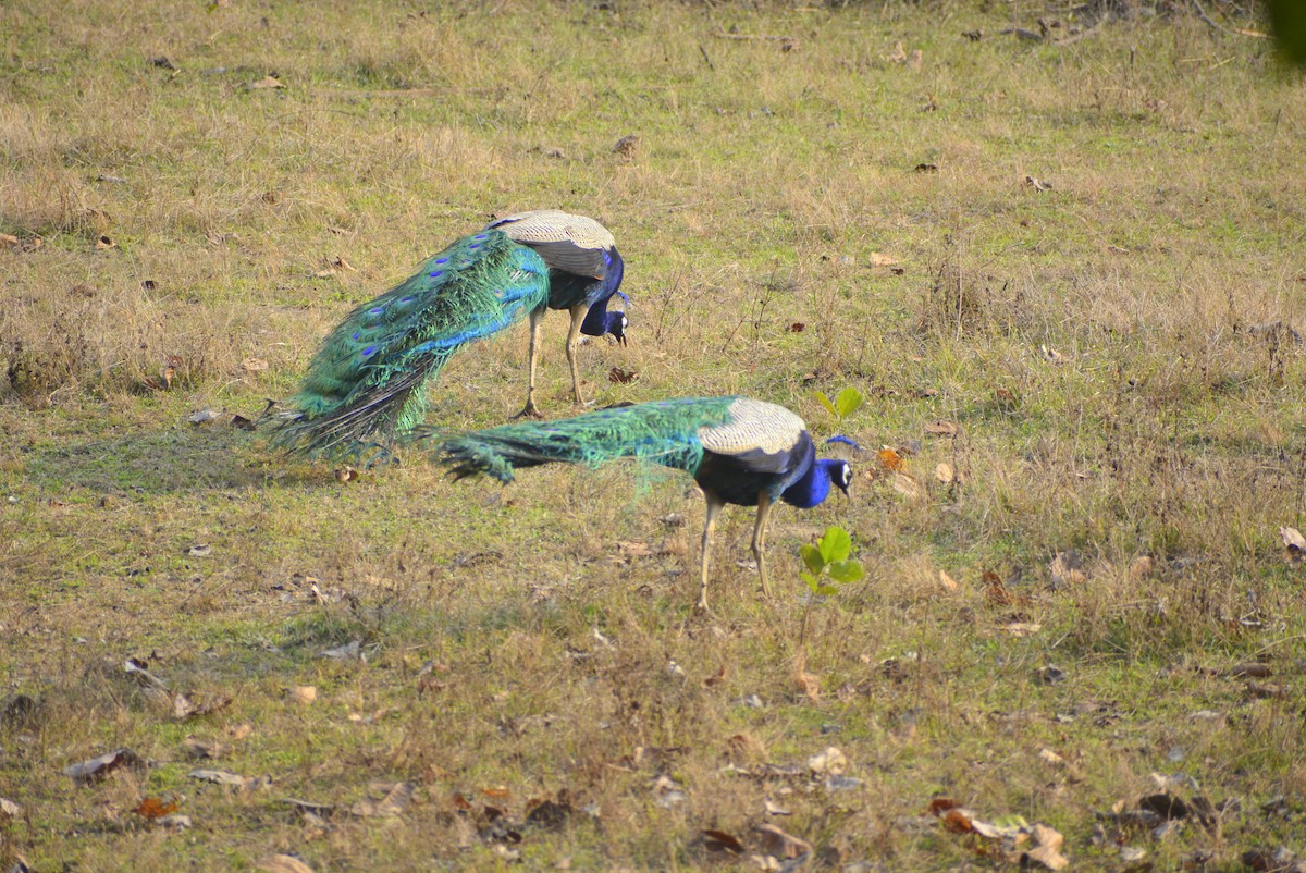 Indian Peafowl - Karthik Solanki