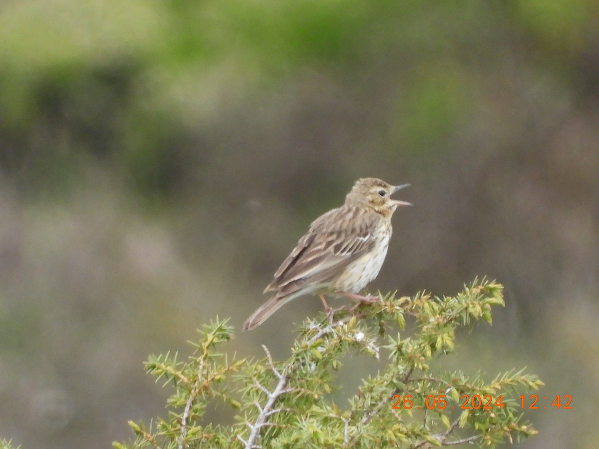 Tree Pipit - José Ignacio Sáenz Gaitan