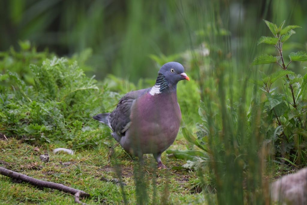 Common Wood-Pigeon - Nick Layt