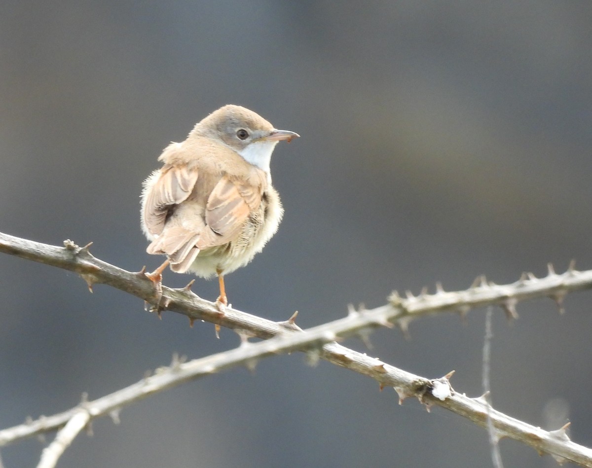Greater Whitethroat - Gerald Moore