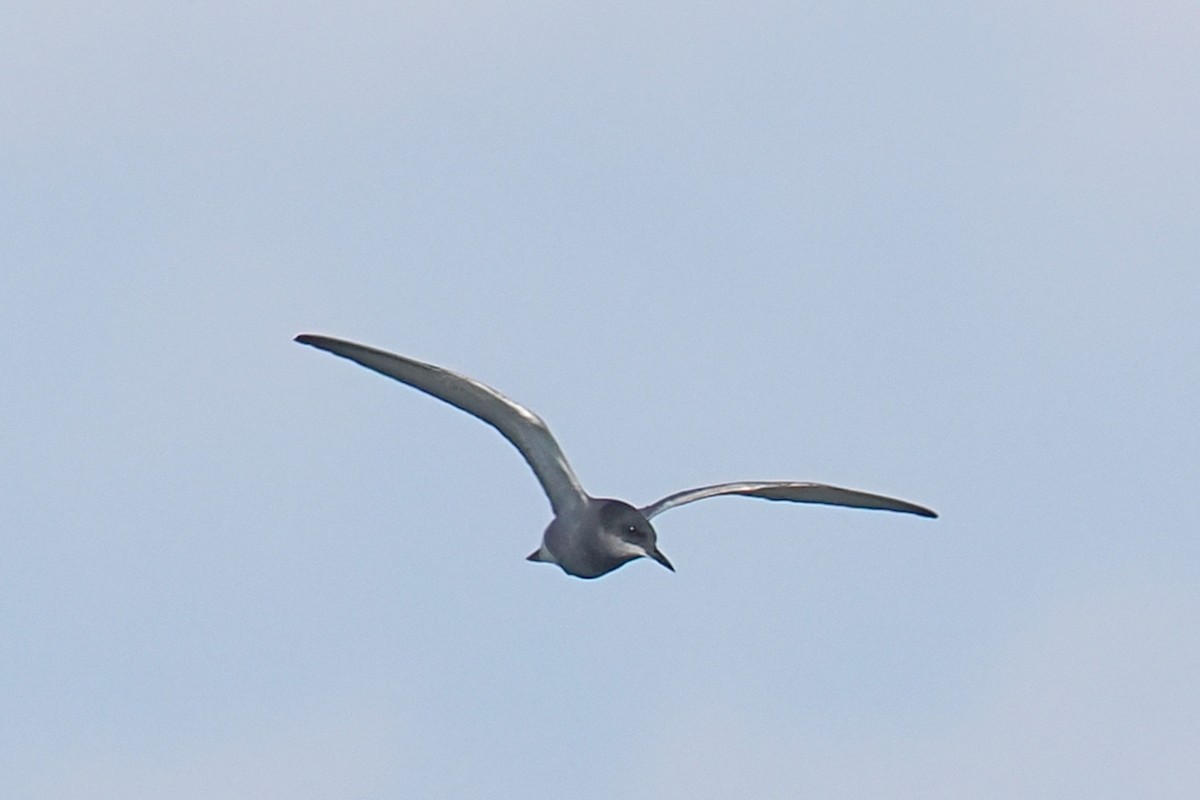 Black Tern - Donna Pomeroy