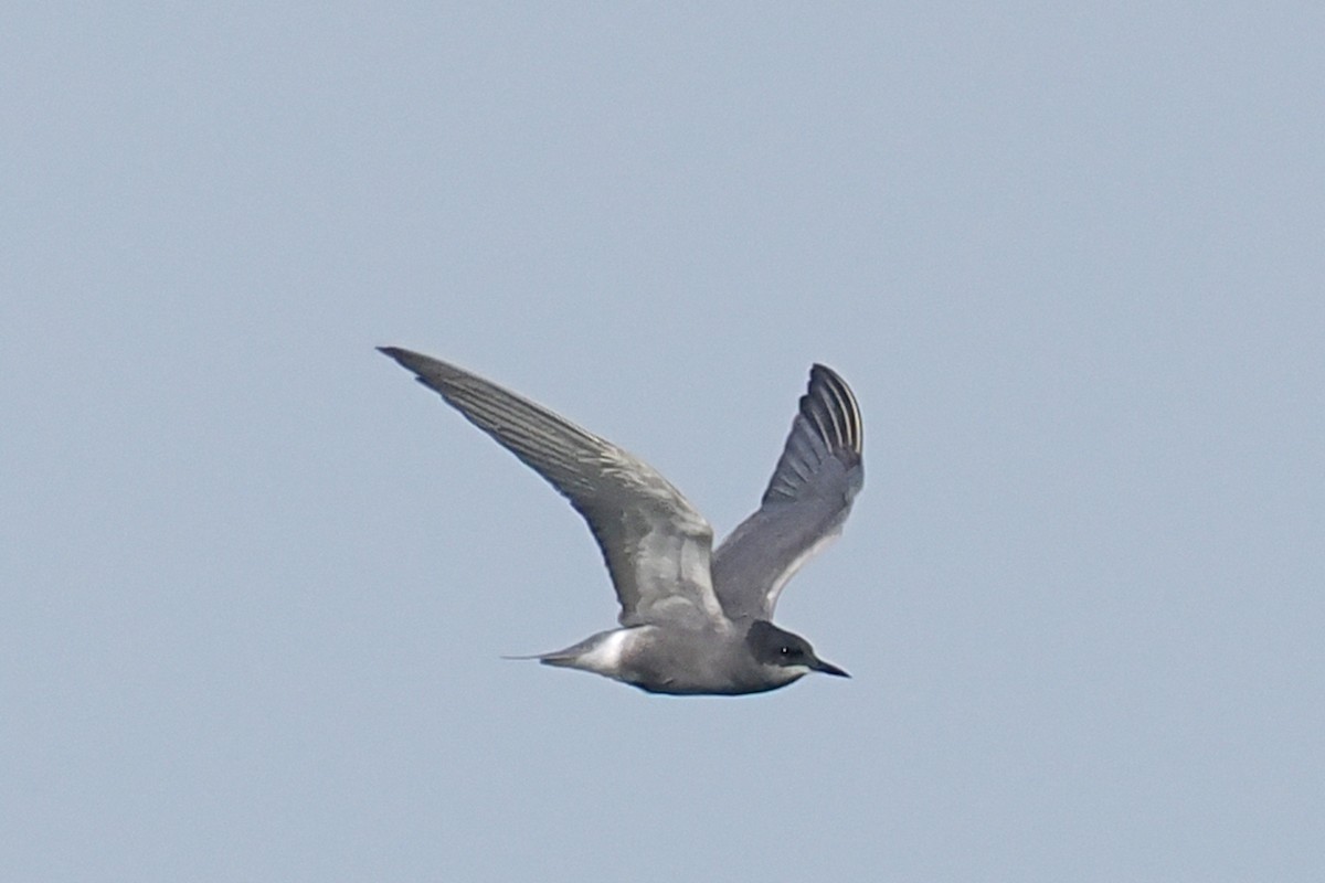 Black Tern - ML619626681