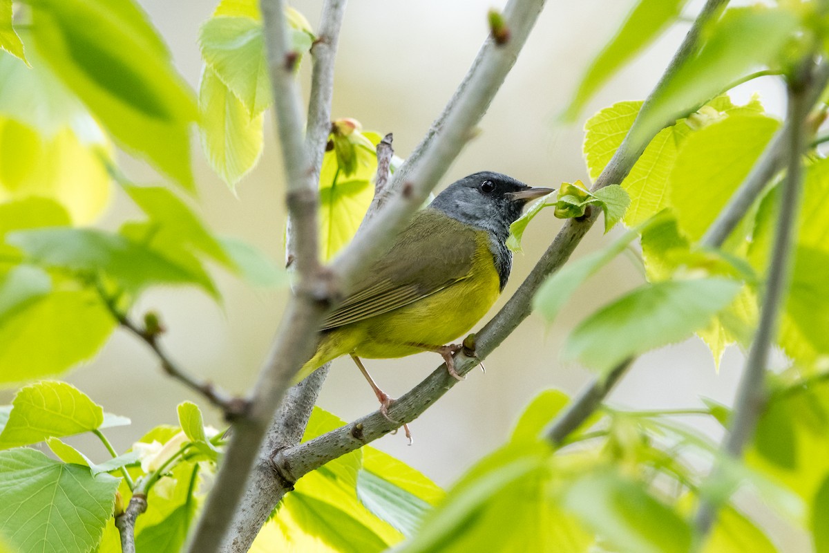 Mourning Warbler - Brian McGee