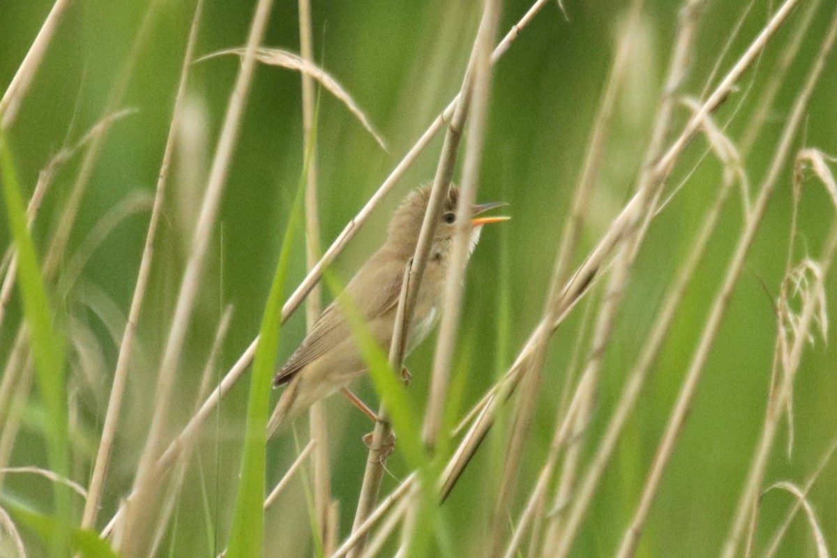 Marsh Warbler - Jan Roedolf