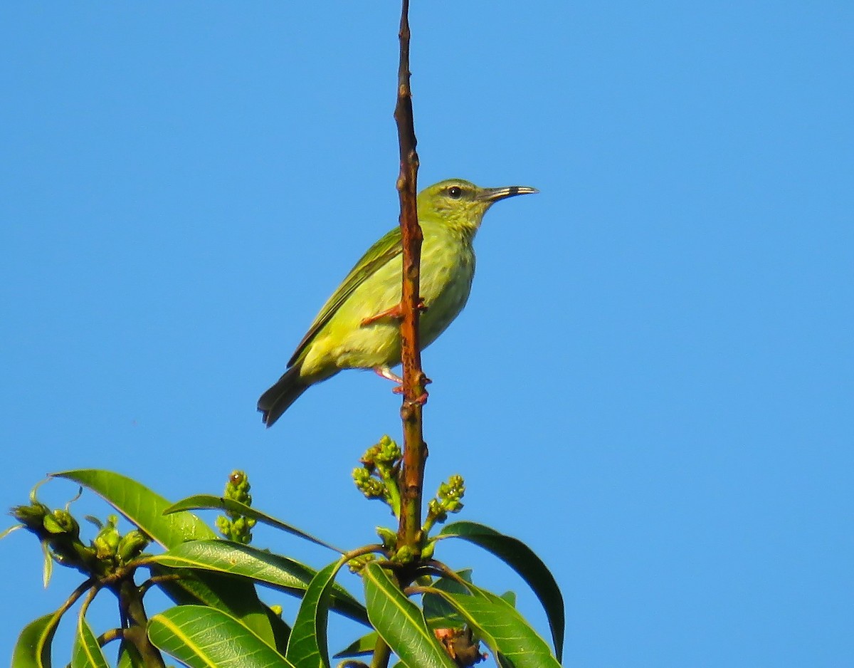 Red-legged Honeycreeper - Scot Duncan