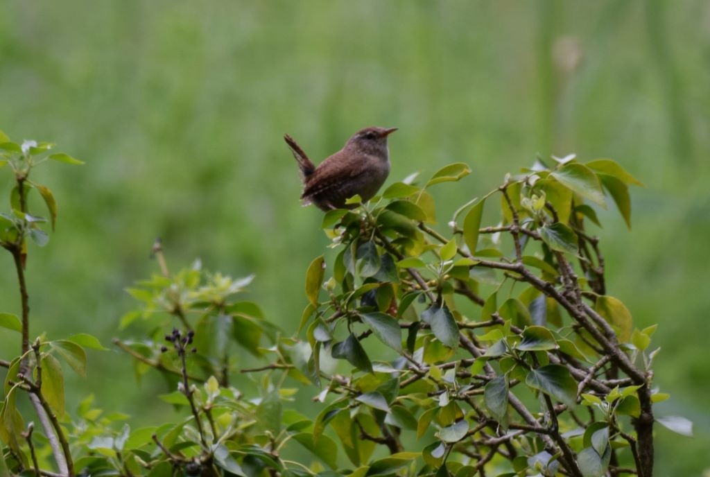 Eurasian Wren - Nick Layt