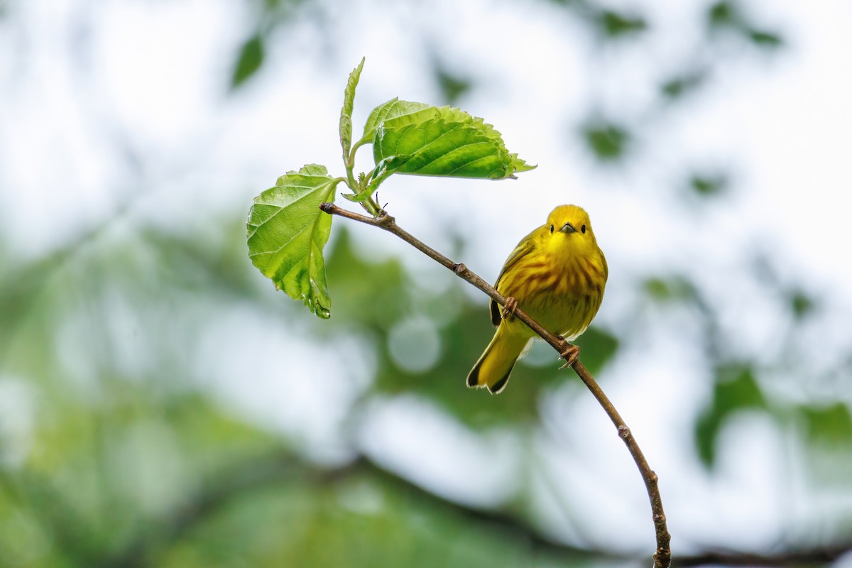 Yellow Warbler - Samuel Schmidt