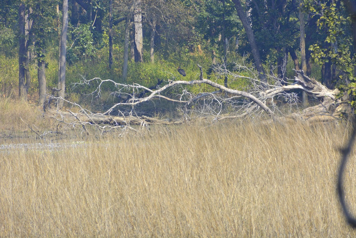 Black Stork - ML619626689