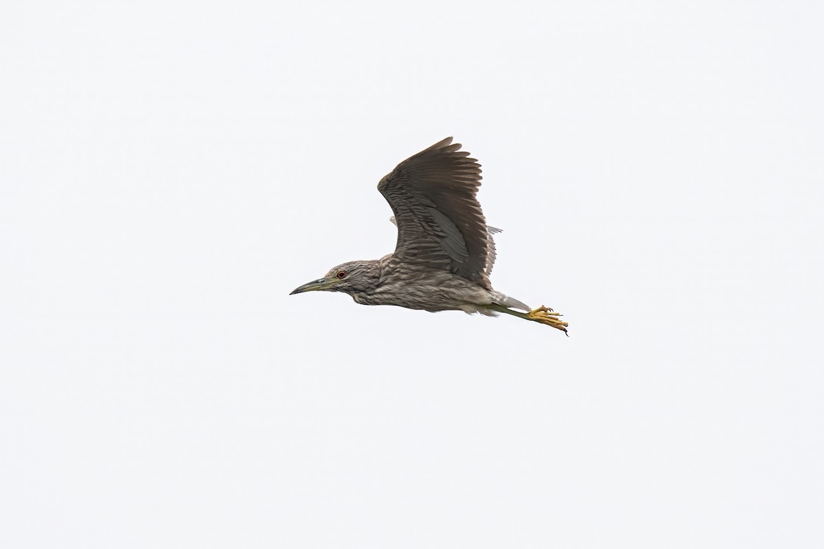 Black-crowned Night Heron - Dominic More O’Ferrall