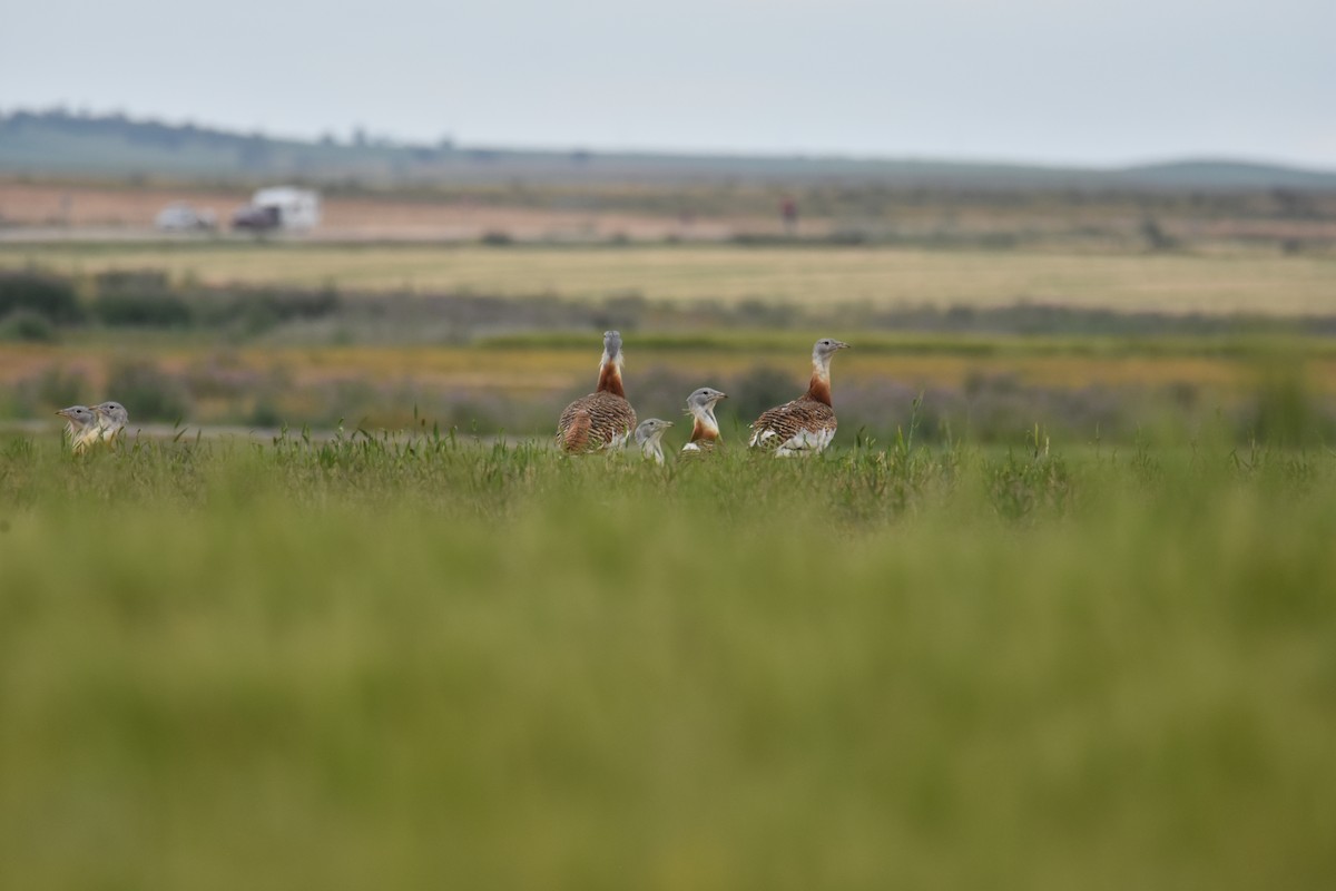 Great Bustard - ML619626692