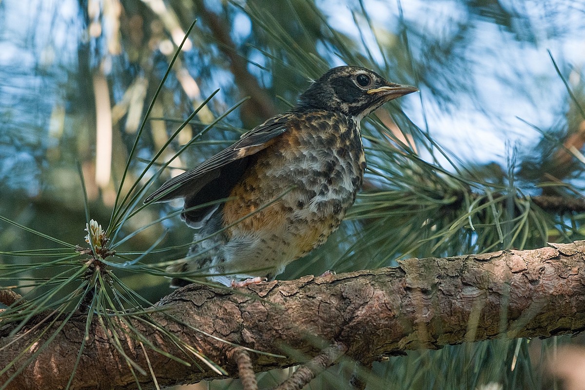 American Robin - ML619626697