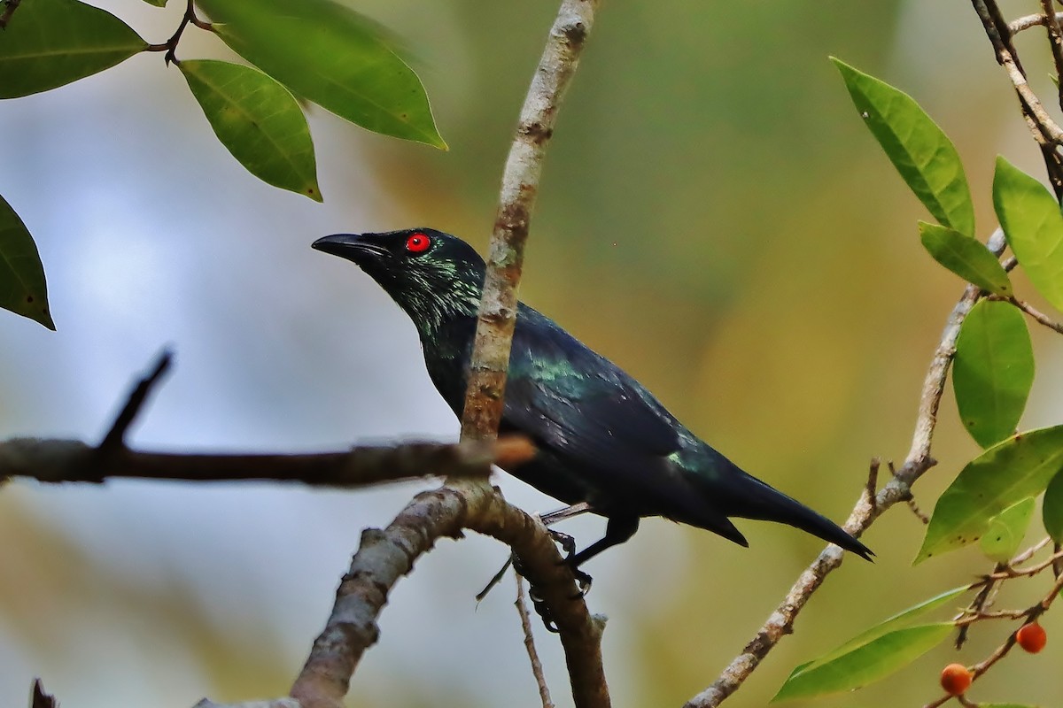 Asian Glossy Starling - ML619626698