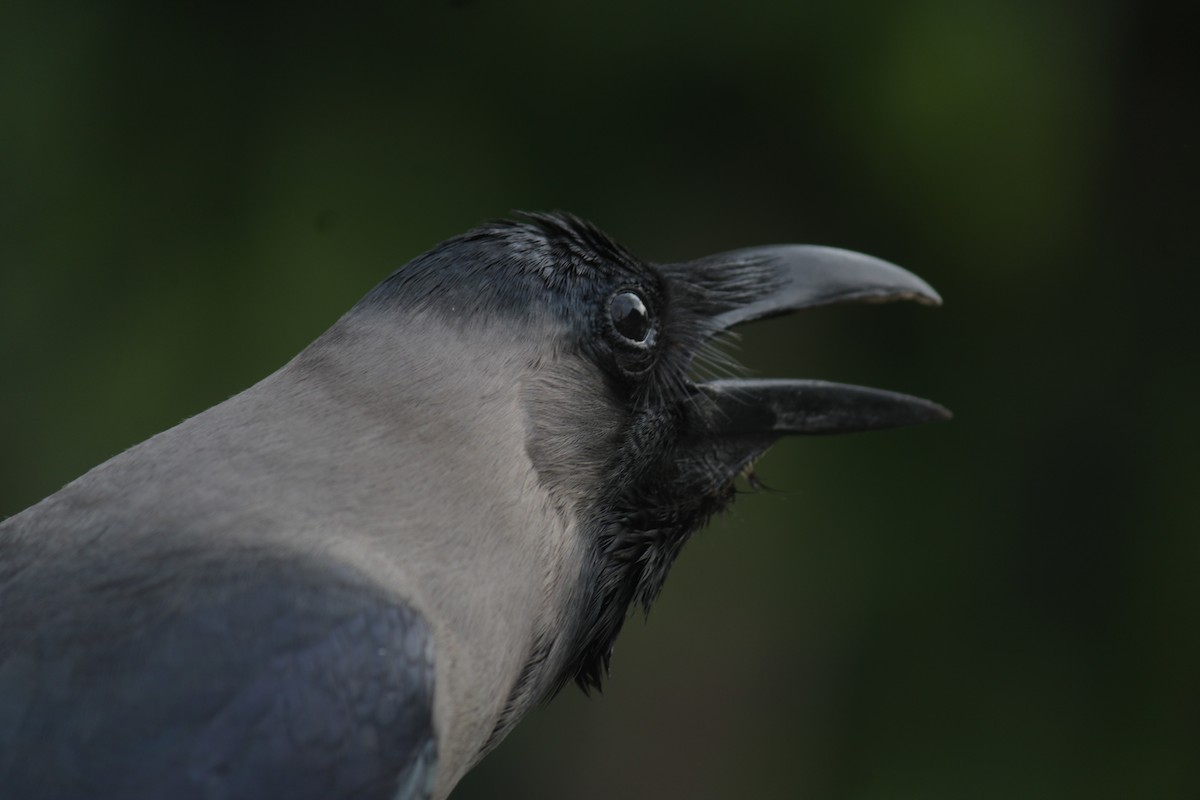 House Crow - Ankita Walke