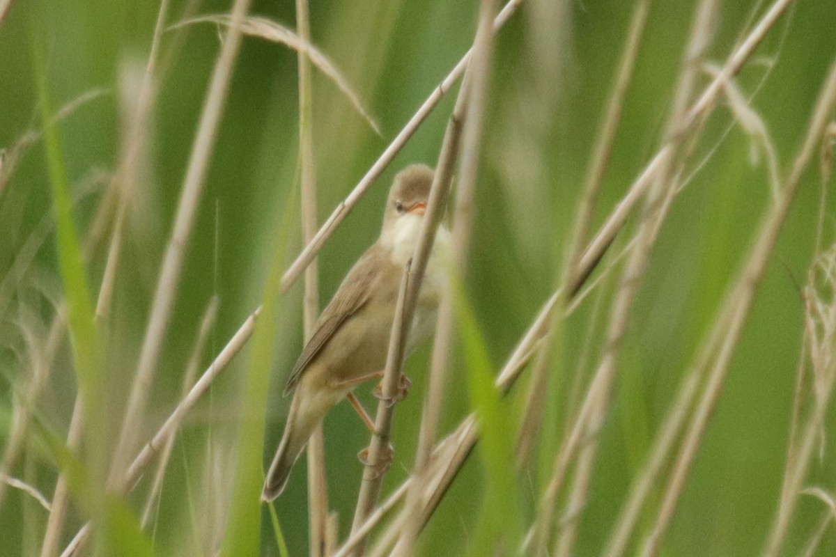 Marsh Warbler - Jan Roedolf