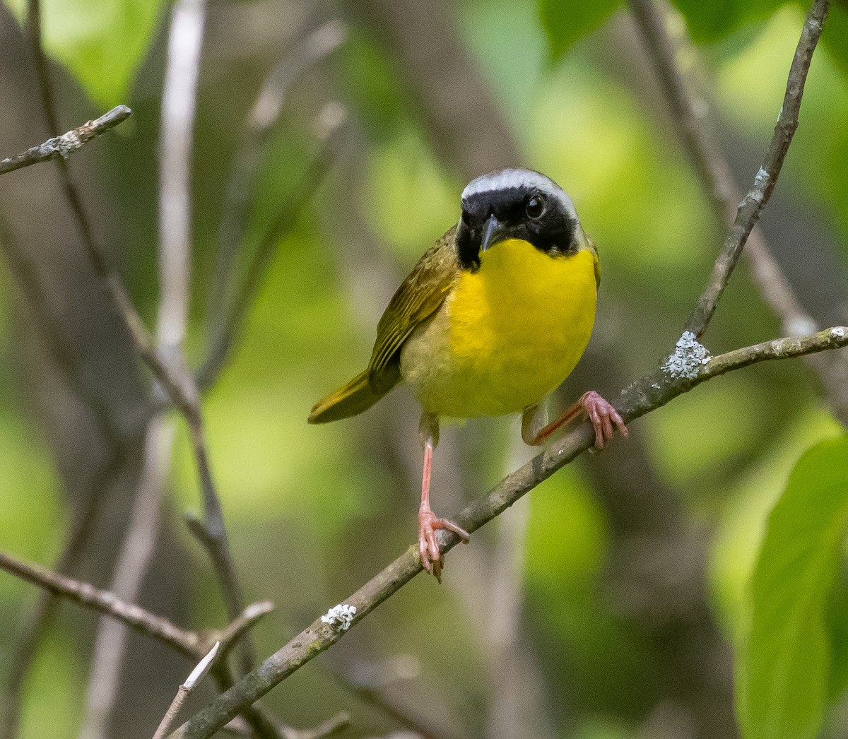 Common Yellowthroat - Richard Skevington