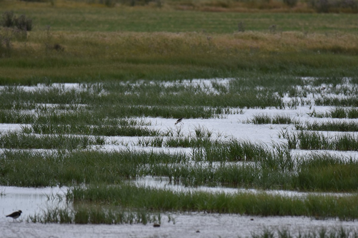 Black-winged Stilt - ML619626708