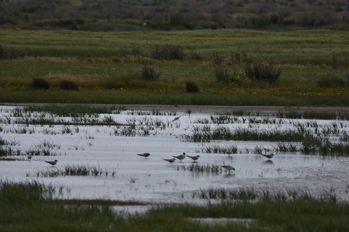 Pied Avocet - Donato Marafona