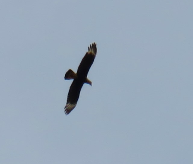 Crested Caracara - Scot Duncan