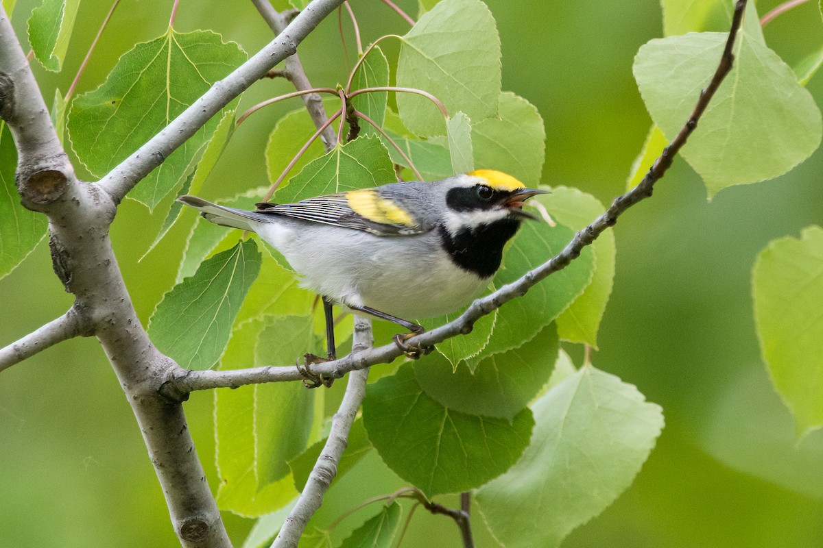 Golden-winged Warbler - Brian McGee