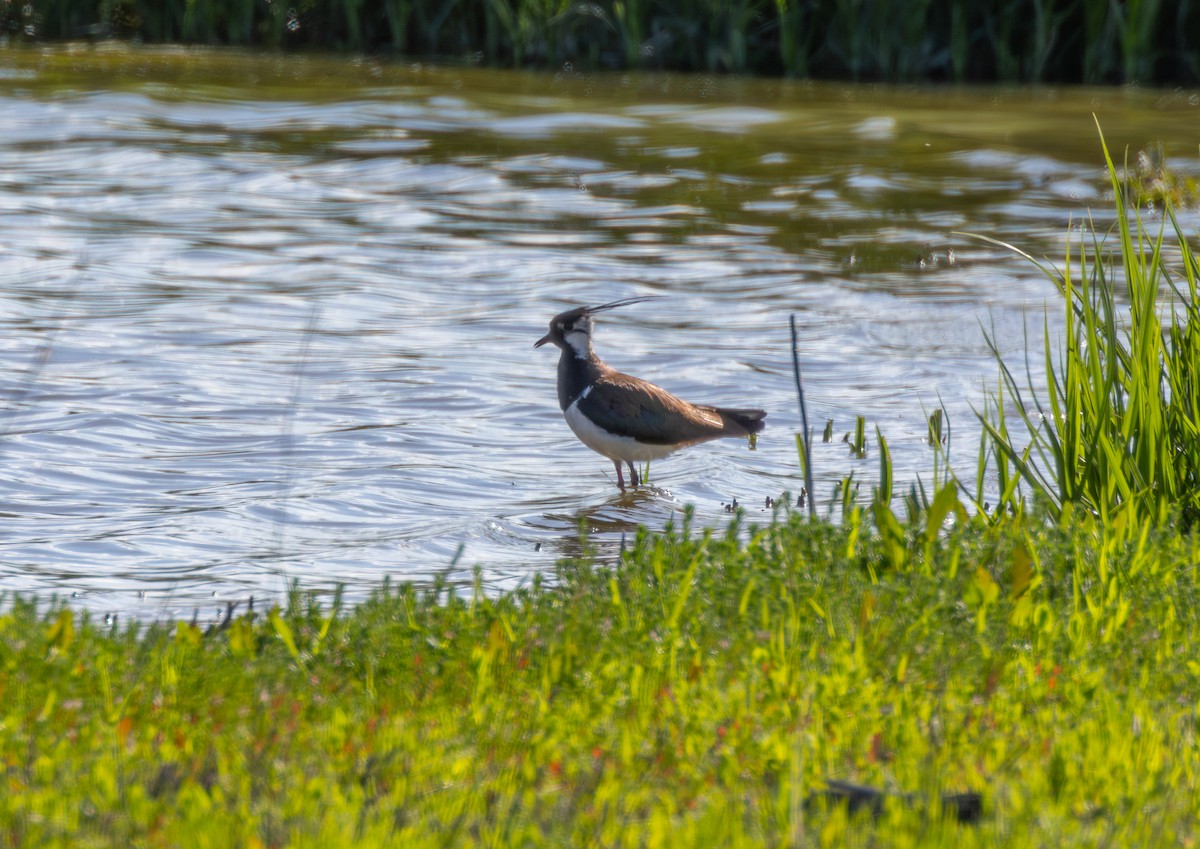 Northern Lapwing - Kevin  Brix