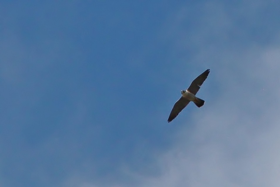 Peregrine Falcon - Volker Lange