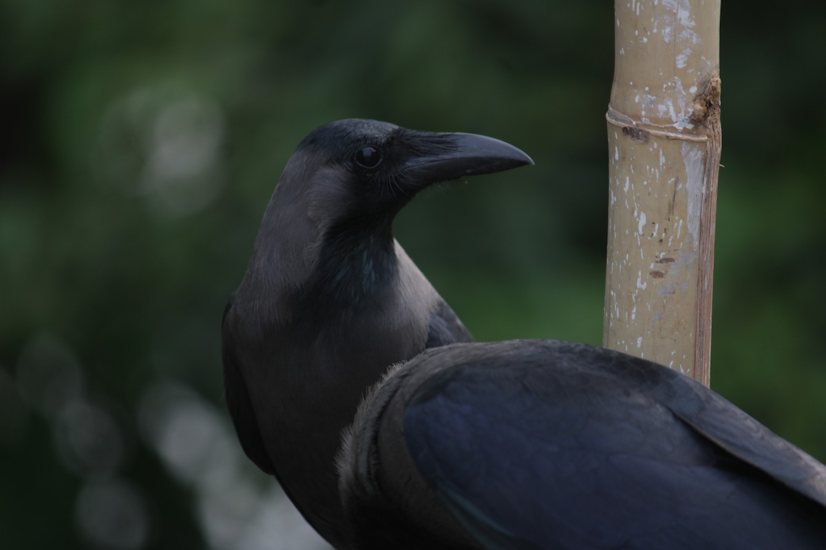 House Crow - ML619626726