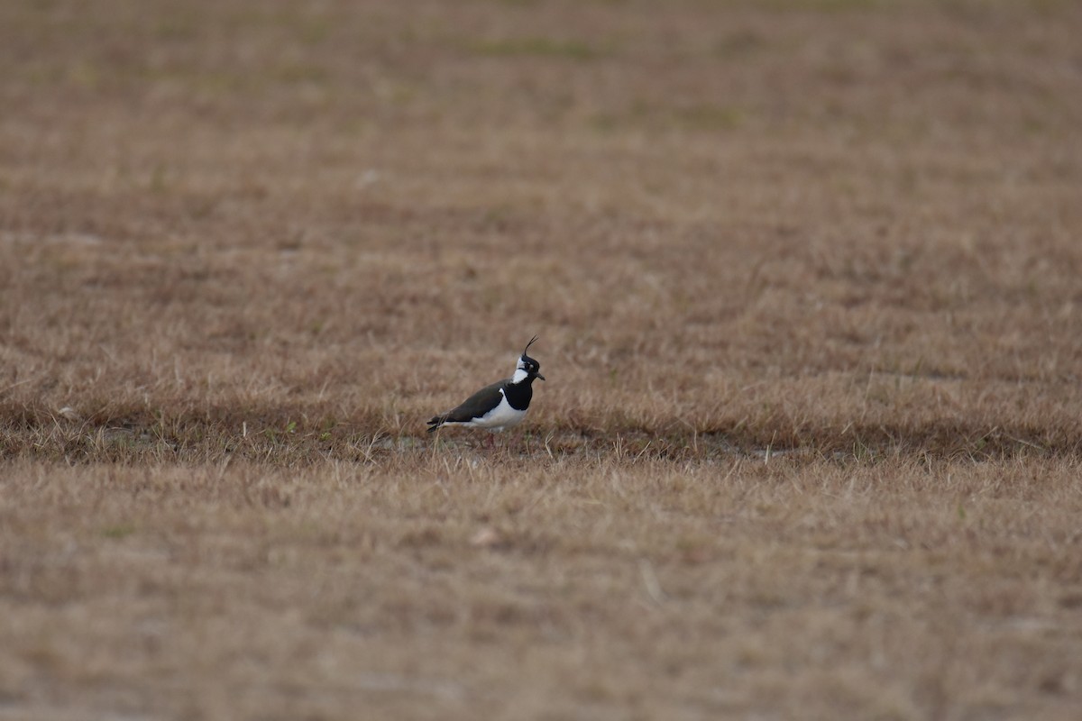 Northern Lapwing - ML619626728