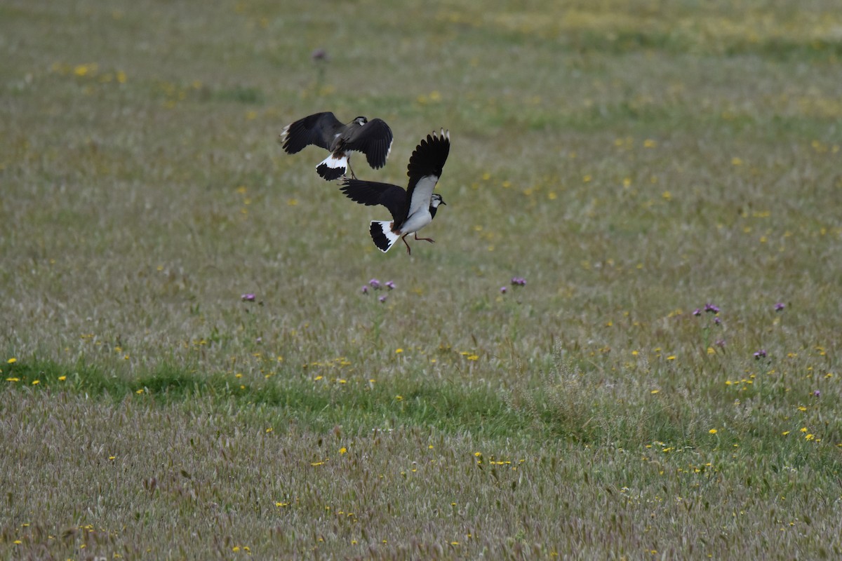 Northern Lapwing - ML619626730