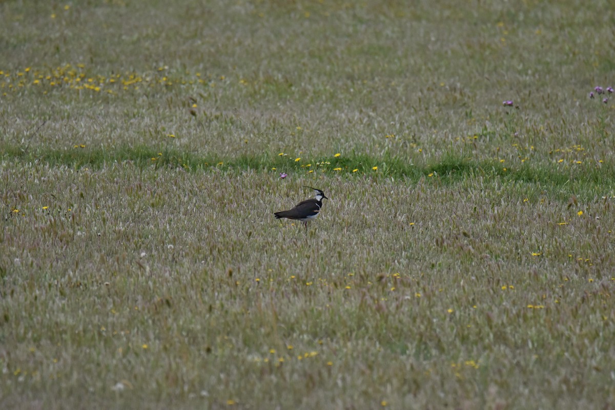 Northern Lapwing - ML619626731