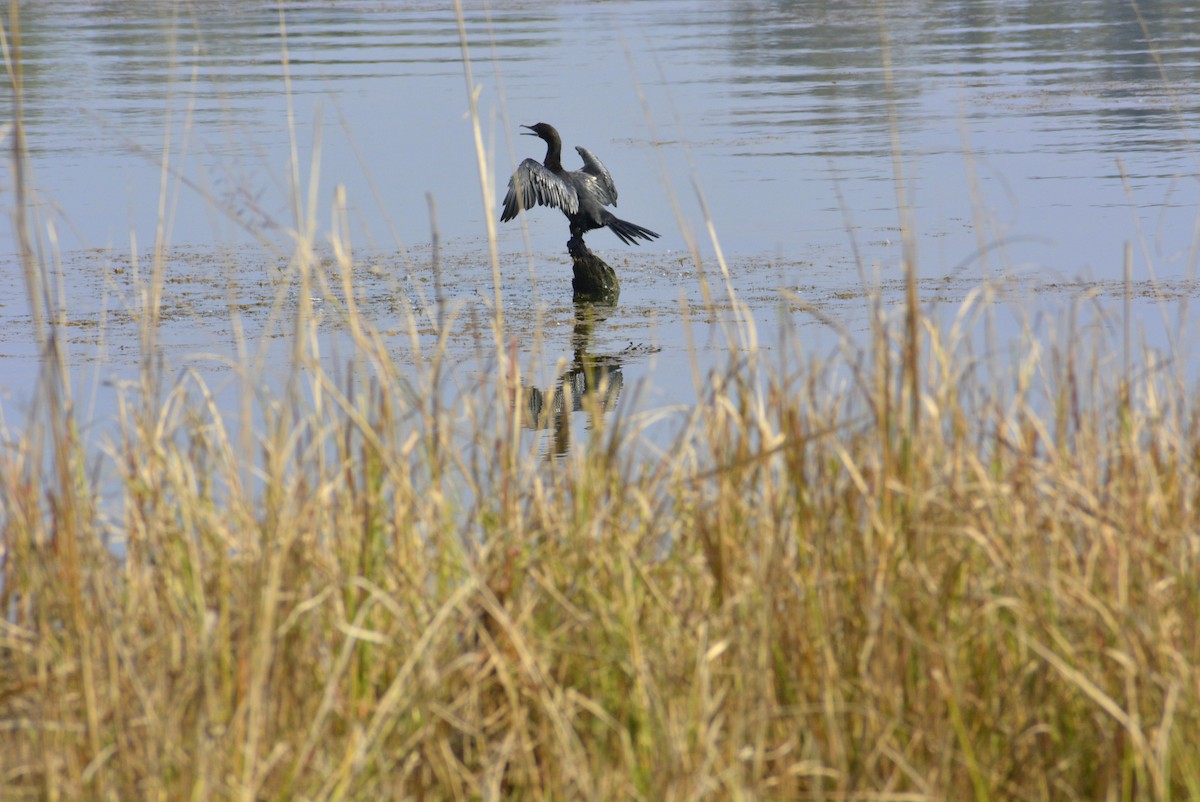 Indian Cormorant - ML619626739