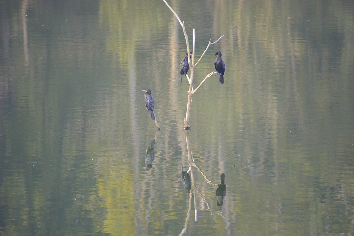 Indian Cormorant - Karthik Solanki