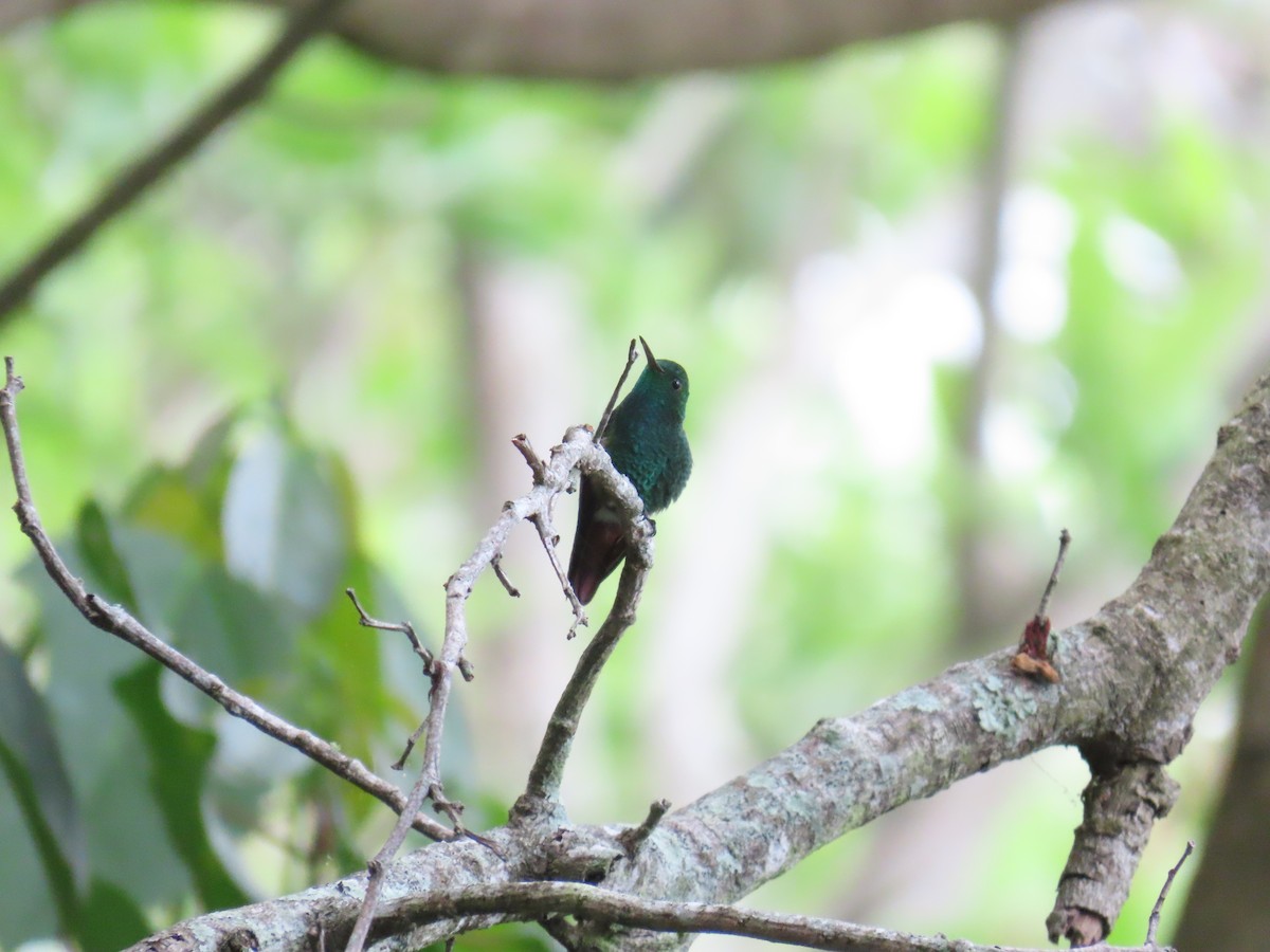 Berylline Hummingbird - Andrés López Rodríguez