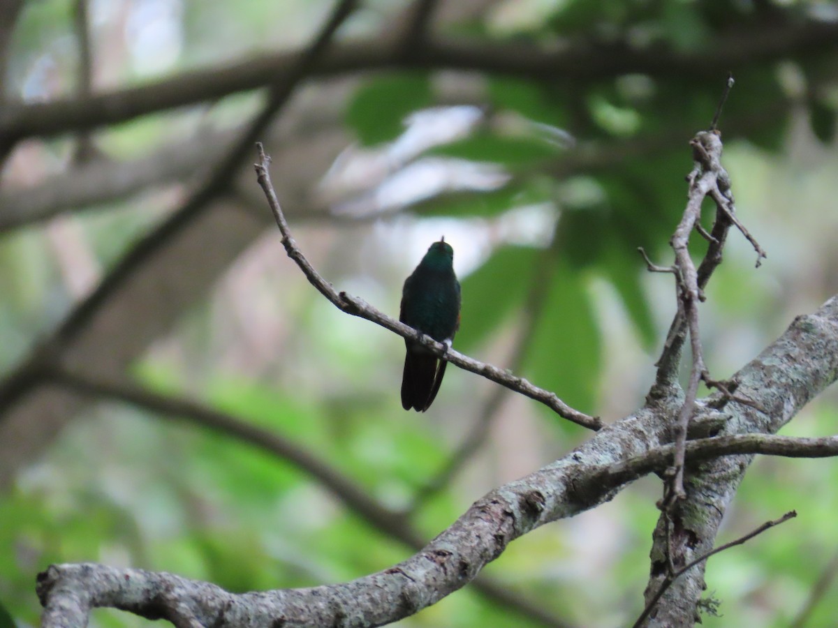 Berylline Hummingbird - Andrés López Rodríguez