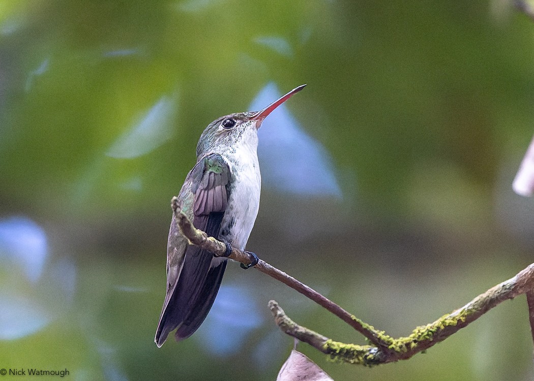 White-bellied Emerald - Nick Watmough